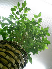 着実に成長しているベンジャミン